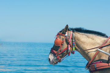 Closeup of horse on the sea background. Crete, Greece.