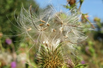 Tragopogon plant in the garden, closeup