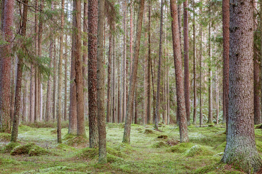green moss and tall pines in a pine forest. forest landscape.