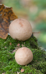 Puffball mushrooms on a stump