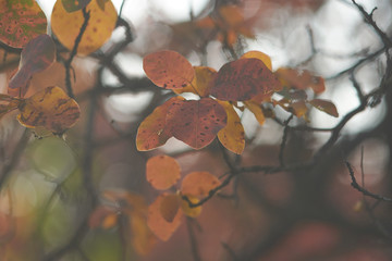 Leaves with a colors of autumn
