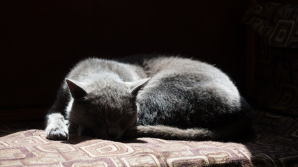 Cat on a warm bench in a guesthouse in Ledar