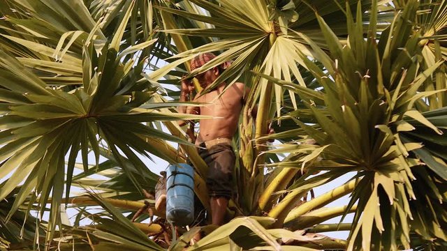 Toddy tapper collecting palm sap on top of a palm tree ( close up )