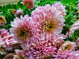 Beautiful pink chrysanthemum close-up. Flower background. Work in a flower shop