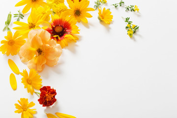 yellow and orange flowers on white background
