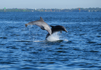 Obraz premium Dolphins Jumping