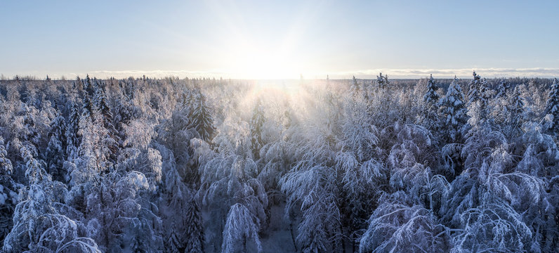 Panorama View Of Boreal Aka Taiga Forest At Winter At Sunset