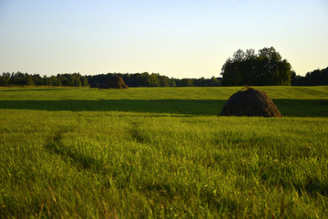Field sown in meadow grass under a clear blue sky. The picture was taken on a summer day.