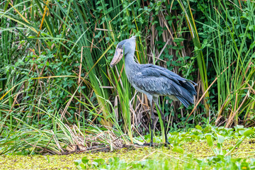 The Shoebill , Balaeniceps rex, also known as Whalehead, is a very large stork-like bird. It derives its name from its massive shoe-shaped bill.