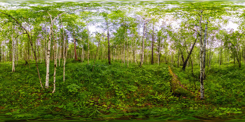 green birch forest in summer white trunks of trees. Spherical panorama 360vr