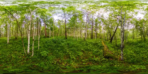 Fotobehang groen berkenbos in de zomer witte stammen van bomen. Bolvormig panorama 360vr © Baikal360