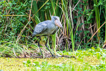 The Shoebill , Balaeniceps rex, also known as Whalehead, is a very large stork-like bird. It...