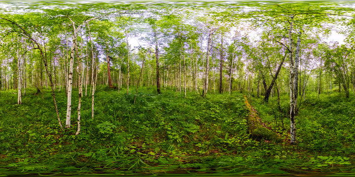 Fototapeta green birch forest in summer white trunks of trees. Spherical panorama 360vr