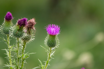 Fototapeta premium Bull Thistle Flower in Bloom
