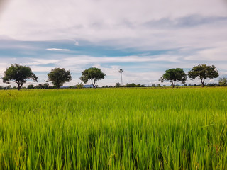 Fototapeta na wymiar rice field green background.