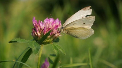 White Butterfly on a Pink Clover