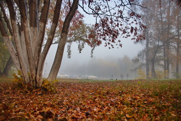 Russia. The South Of Western Siberia. Early foggy morning in the city Park