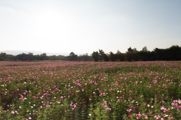 pink flowers in the garden