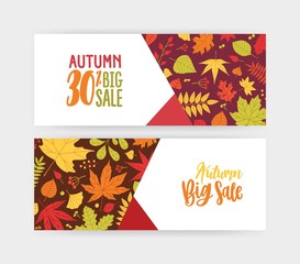 Bundle of autumn banner, discount voucher or coupon templates with fallen tree leaves and berries on white background. Flat bright colored vector illustration for seasonal sale promo, advertising.