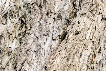 Texture & details of of tree trunk