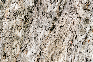 Texture & details of of tree trunk