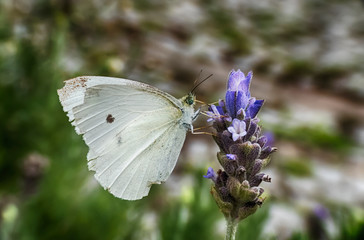 White Cabbage Butterfly (Pieris Rapae) sipping nectar from a lavender flower