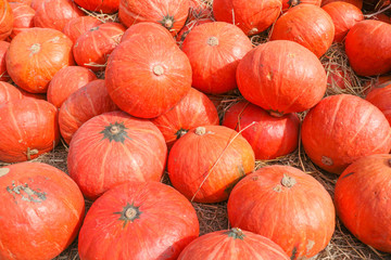 Pumpkin used for Halloween.
