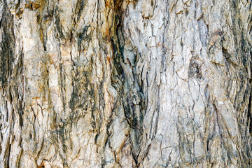 Texture & details of of tree trunk