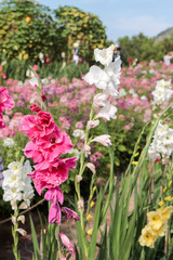 flowers in the garden