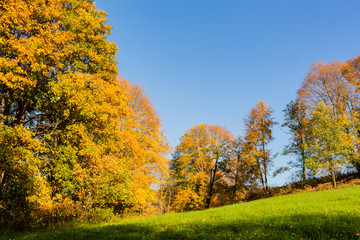 Field of spring grass and forest in sunset time