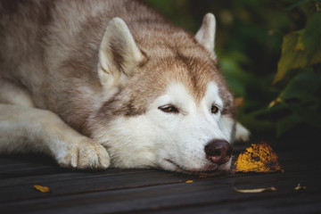 Portrait of wistful Beige and white Siberian Husky dog lying on the wooden bridge in the forest in autumn.