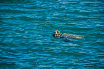 Fototapeta premium Green Sea Turtle Swimming