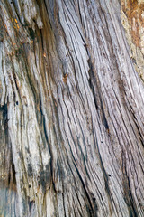 Obraz premium Texture & details of of tree trunk