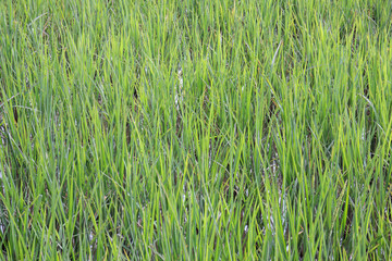 Obraz premium green grass field