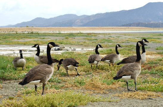 Canada geese in california Lake Elsinore