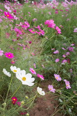 flowers in the garden