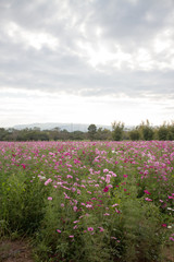 field of wild flowers