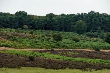 Fototapeta na wymiar view onto the untouched grasslands in new forest, england