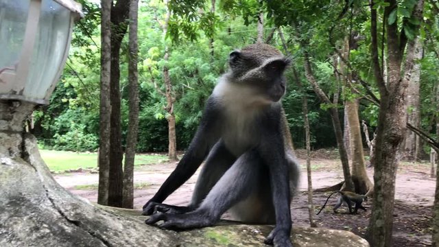 Meerkatzen, Affenbaby, Affen, Affe, Familie, Herde, Kenya, Tsavo, Dschungel, Video