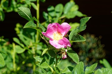 Wild Rose