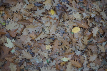 European mixed woodland forest Autumn leave leaves