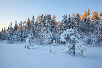 beautiful winter landscape snow tree