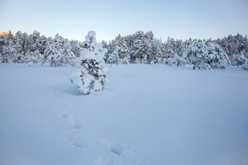 beautiful winter landscape snow tree