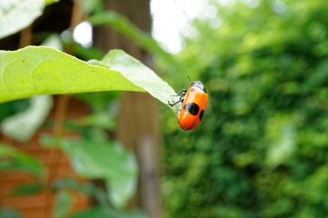 Red Bug With Black Spots