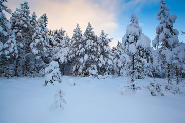 beautiful winter landscape snow tree