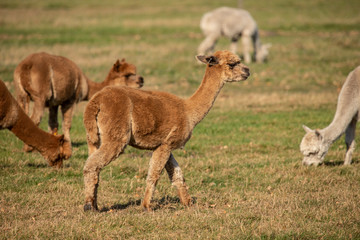 Fototapeta premium Alpaca, Vicugna pacos