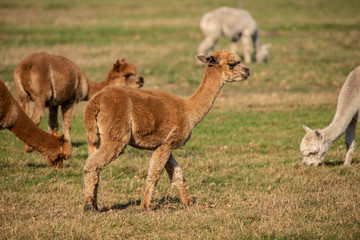 Alpaca,  Vicugna pacos