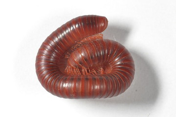 millipedes curled on a white background