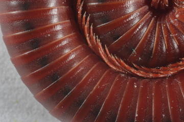 millipedes curled on a white background