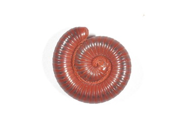 millipedes curled on a white background